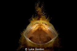 The Infectious Yawn by Luke Gordon 
